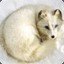 Arctic White Fox