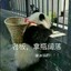 瞎鸡巴取之占山为王