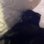 poeebat