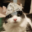 Tin foil Cat's avatar