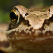FROGMAN avatar
