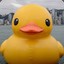 ~Quack~Quack~