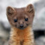 Angrymarten