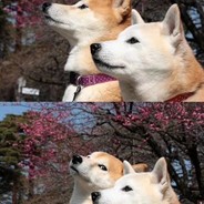 没了301你就是个寄