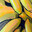 a giant pile of bananas