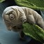 Tardigrado