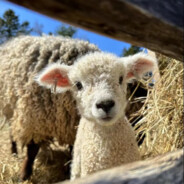 一起去看向日葵