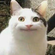 Polite Cat