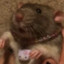 rat boy supreme