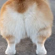 BeagleBippo