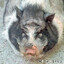 Pig on steroids