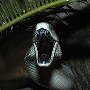 Black Mamba