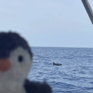 白给大师 布哩啾啾