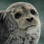 Spanish Seal (real)