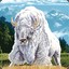 Great White Buffalo