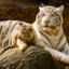 white_tiger32