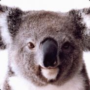 glasogonorm1 avatar