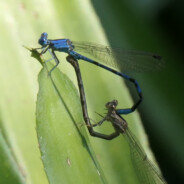Odonata_zygoptera
