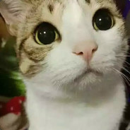 小猫求放过