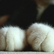 Лапки :3