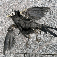 AX 亡骸上のALVINJUST. XA