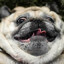 Pug