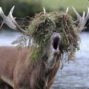 Silly Moose's Avatar