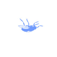 LittleDeadFly