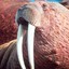 Cunning Walrus