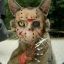 Jason Cat