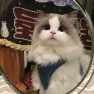 欲买桂花同载酒