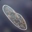 paramecium13