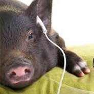 їба чотінько