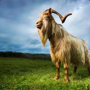 Bumi