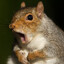 squirrel nuts