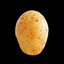solanum tuberosum