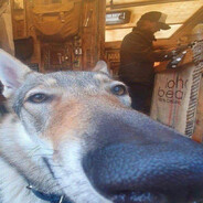 джек облава