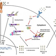 cAMP response farmskin mvp