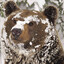 Snow Bear