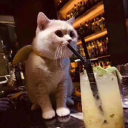 皮诺能有什么坏心思呐