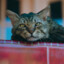 RedDot