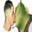 Hide my bush
