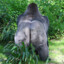 Angry Gorilla Buttcheeks