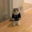 El Cato Ninja