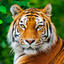 Jack the Bengal Tiger