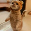 萌猫