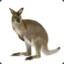 AncientWallaby