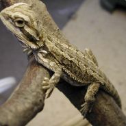 Łέģεηđ | MąŁăWįsţě