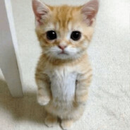 Vertical Loaf - steam id 76561199056780302