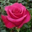 Pink_Rose